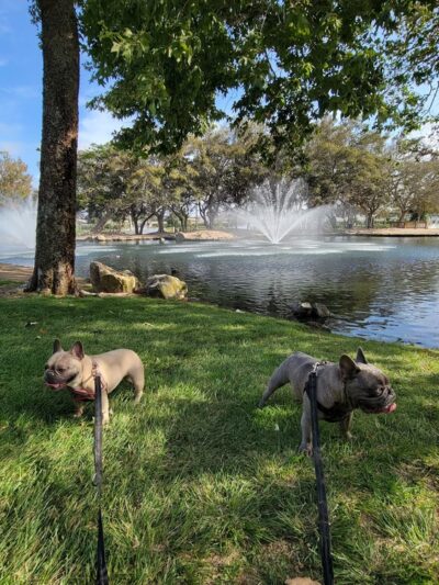 Bark Park - Costa Mesa, CA