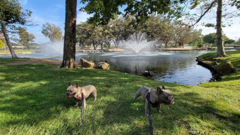 Bark Park - Costa Mesa, CA