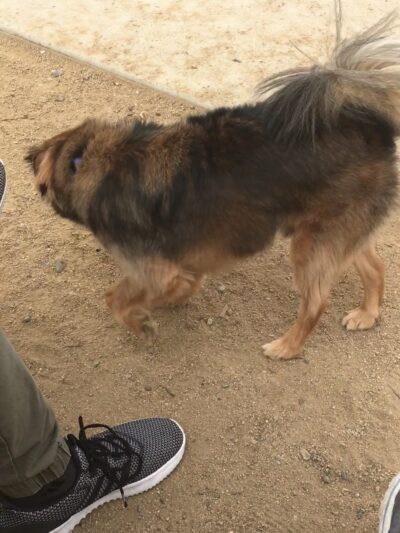 Bark Park - Costa Mesa, CA