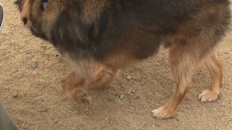 Bark Park - Costa Mesa, CA