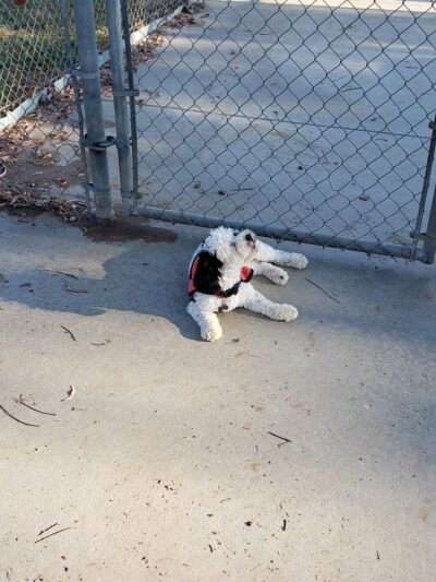 Bark Park - Costa Mesa, CA