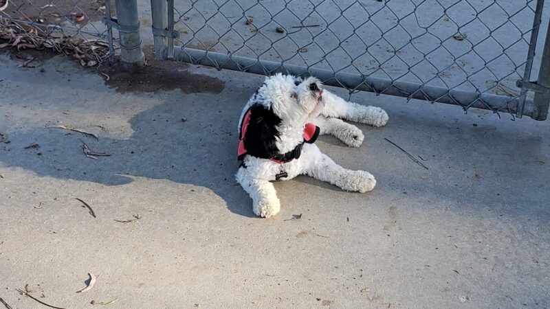 Bark Park - Costa Mesa, CA