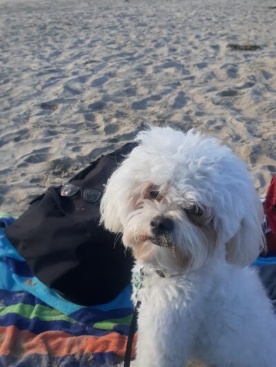 Bark Park - Costa Mesa, CA