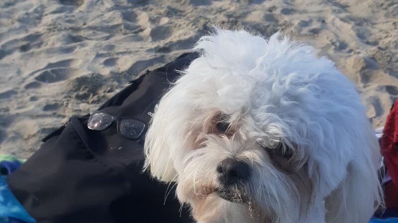 Bark Park - Costa Mesa, CA