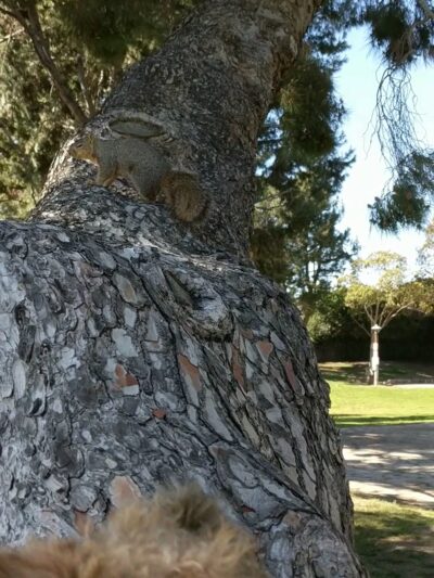 Brentwood Park - Costa Mesa, CA