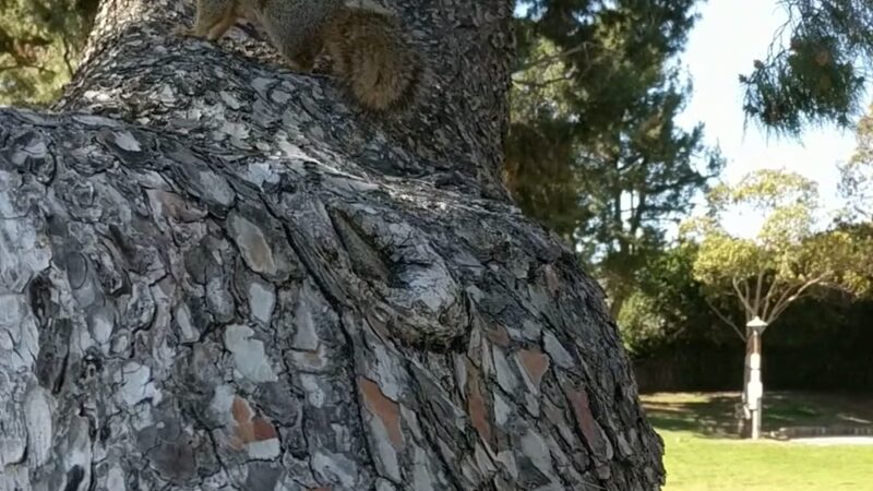 Brentwood Park - Costa Mesa, CA