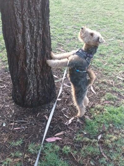 Brentwood Park - Costa Mesa, CA