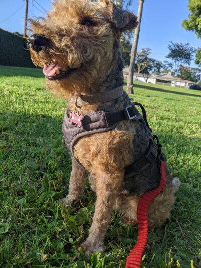 Brentwood Park - Costa Mesa, CA