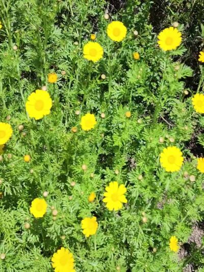 Canyon Park - Costa Mesa, CA