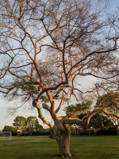Harper Park - Costa Mesa, CA