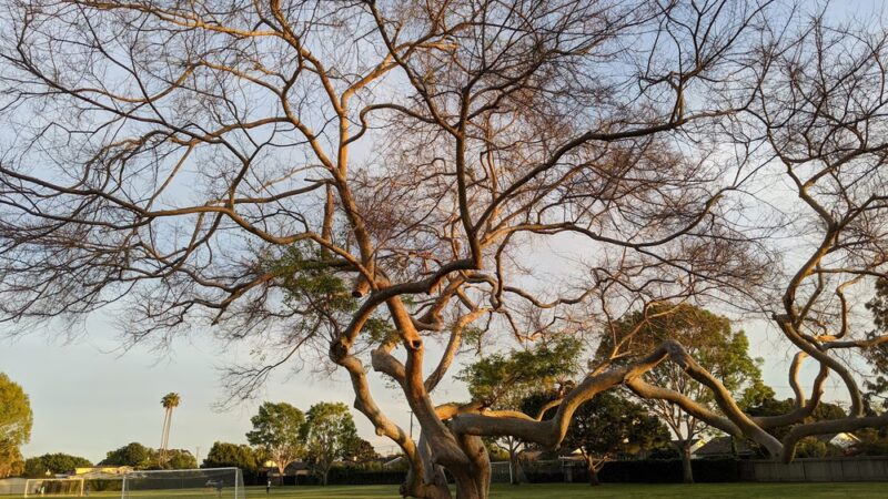 Harper Park - Costa Mesa, CA