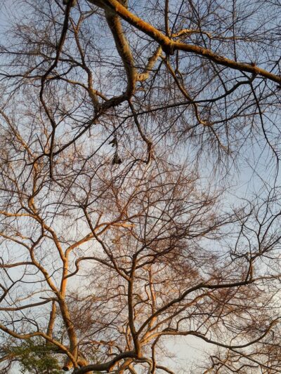 Harper Park - Costa Mesa, CA