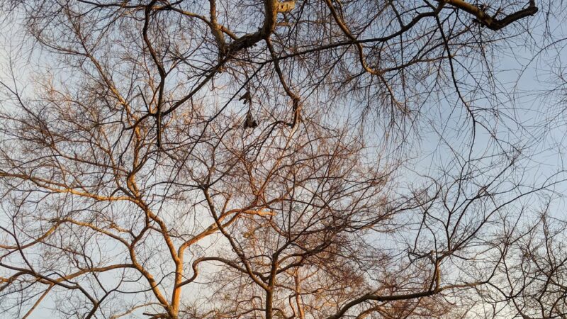 Harper Park - Costa Mesa, CA