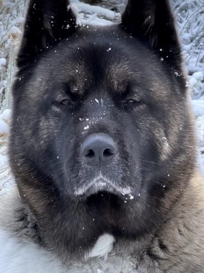 King of the Wild - Costa Mesa, CA