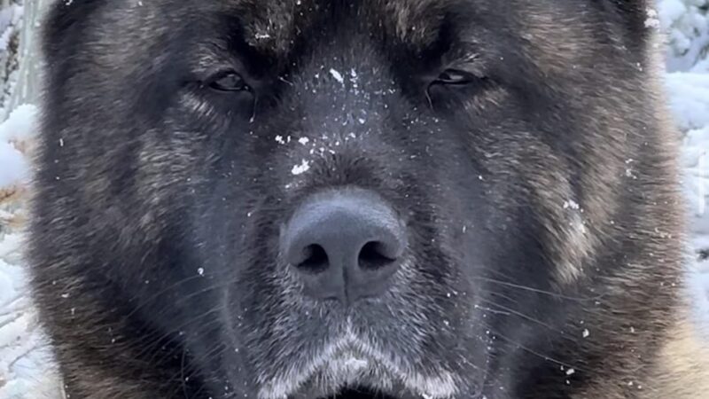 King of the Wild - Costa Mesa, CA