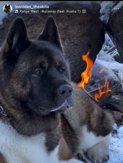 King of the Wild - Costa Mesa, CA