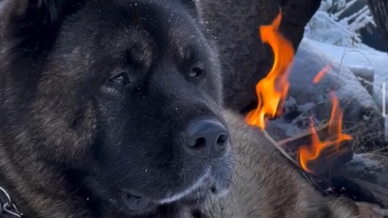 King of the Wild - Costa Mesa, CA