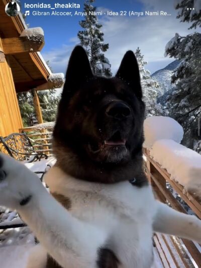 King of the Wild - Costa Mesa, CA