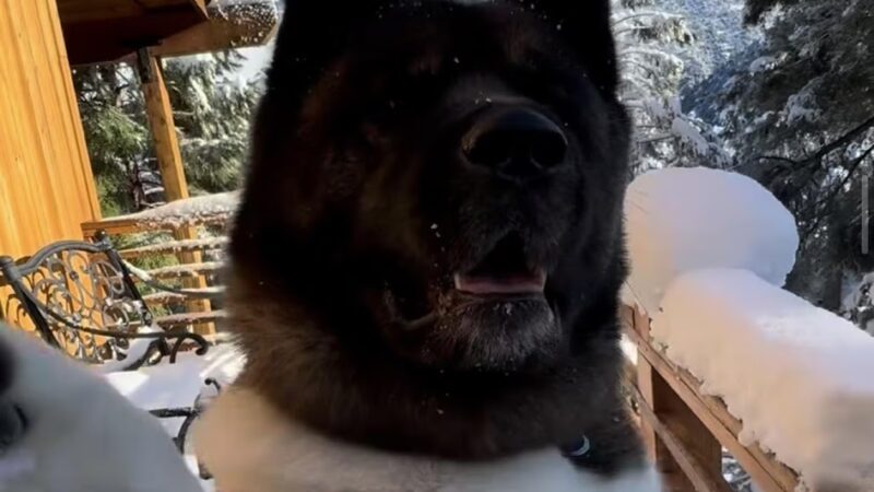 King of the Wild - Costa Mesa, CA