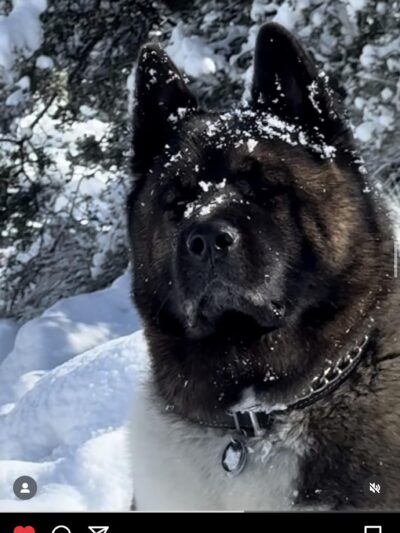 King of the Wild - Costa Mesa, CA