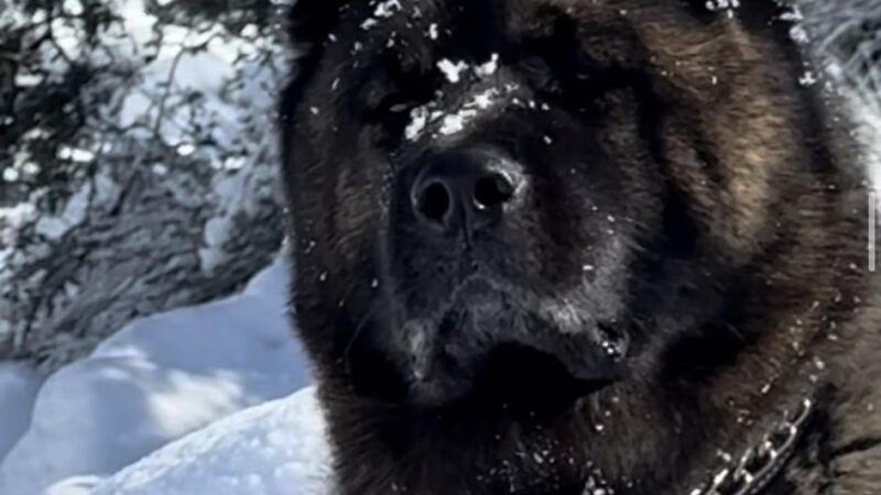 King of the Wild - Costa Mesa, CA