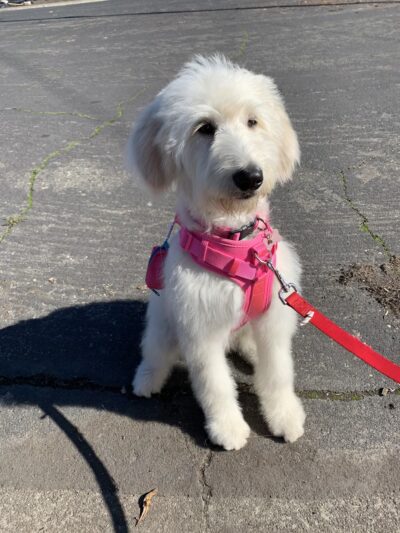 Cotati Dog Grooming - Cotati, CA