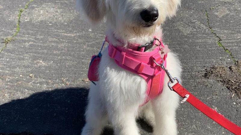 Cotati Dog Grooming - Cotati, CA