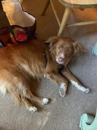 Cotati Dog Grooming - Cotati, CA