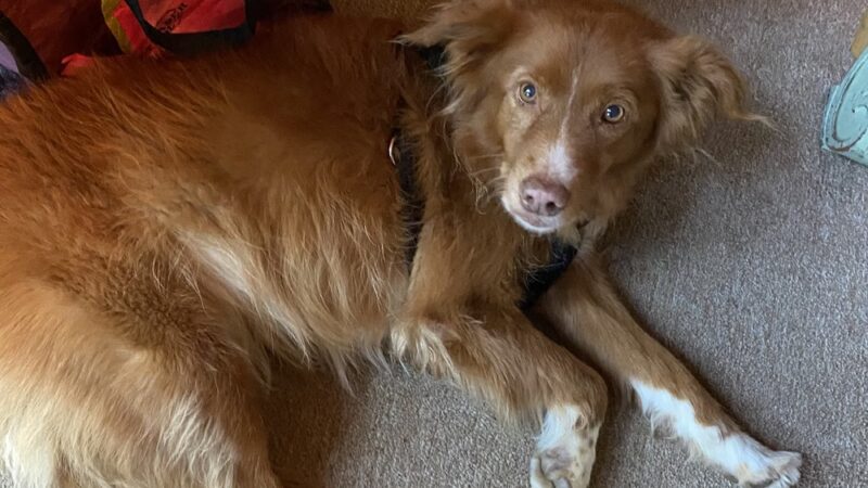 Cotati Dog Grooming - Cotati, CA