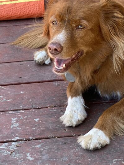 Cotati Dog Grooming - Cotati, CA