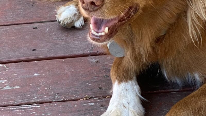 Cotati Dog Grooming - Cotati, CA