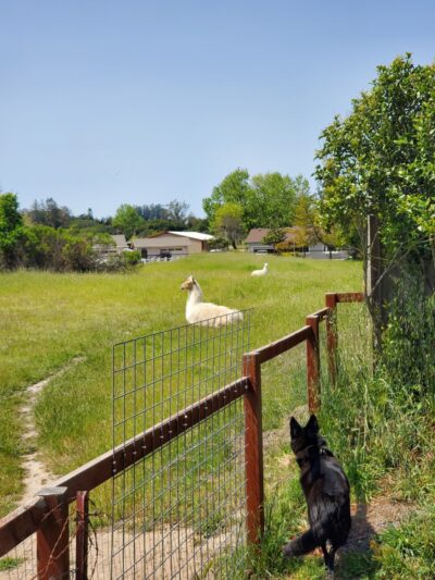 Laguna de Santa Rosa Trail - Trail S - Cotati, CA