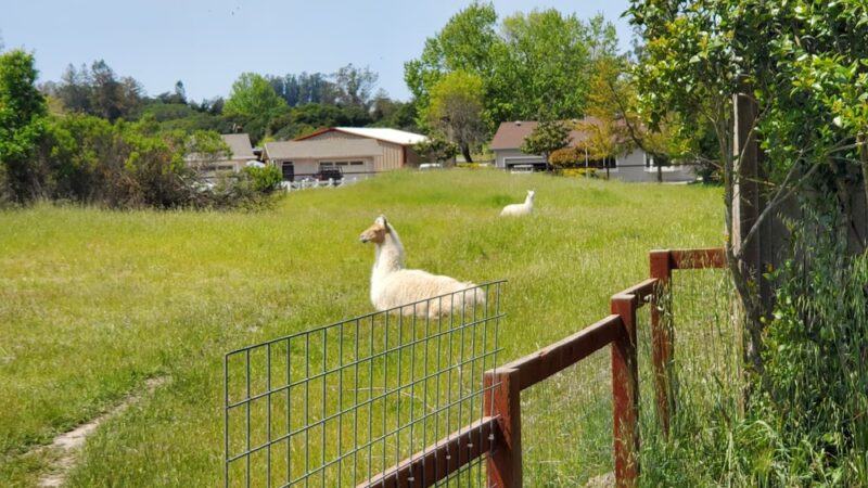 Laguna de Santa Rosa Trail - Trail S - Cotati, CA