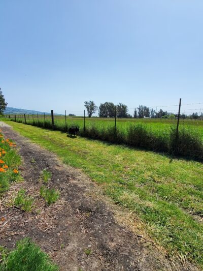 Laguna de Santa Rosa Trail - Trail S - Cotati, CA