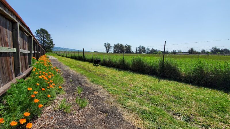 Laguna de Santa Rosa Trail - Trail S - Cotati, CA