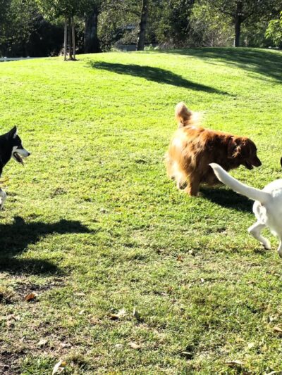 Coto De Caza Dog Park(private access) - Coto De Caza, CA