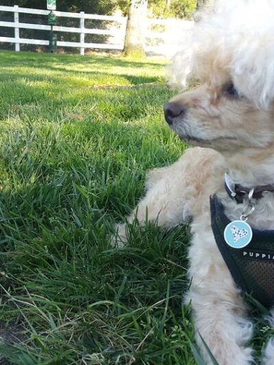 Coto De Caza Dog Park(private access) - Coto De Caza, CA