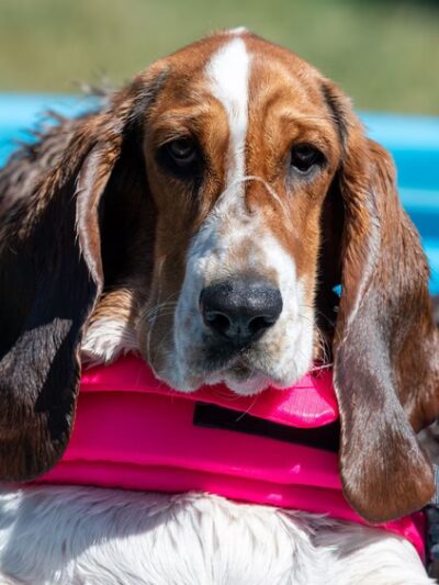 Camp K-9 Pet Resort and Spa, Inc. - Country Club Hills, IL