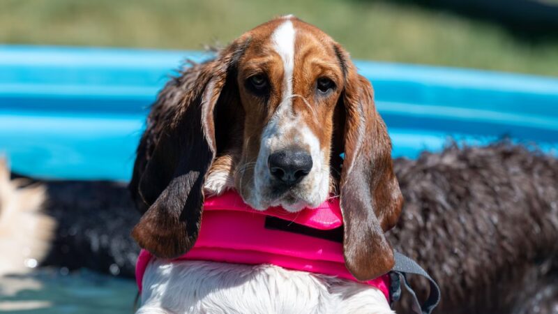 Camp K-9 Pet Resort and Spa, Inc. - Country Club Hills, IL