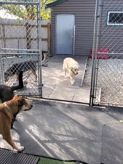 Camp K-9 Pet Resort and Spa, Inc. - Country Club Hills, IL