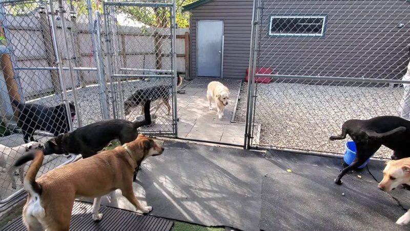 Camp K-9 Pet Resort and Spa, Inc. - Country Club Hills, IL