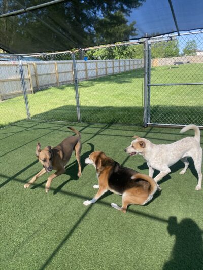 Camp K-9 Pet Resort and Spa, Inc. - Country Club Hills, IL