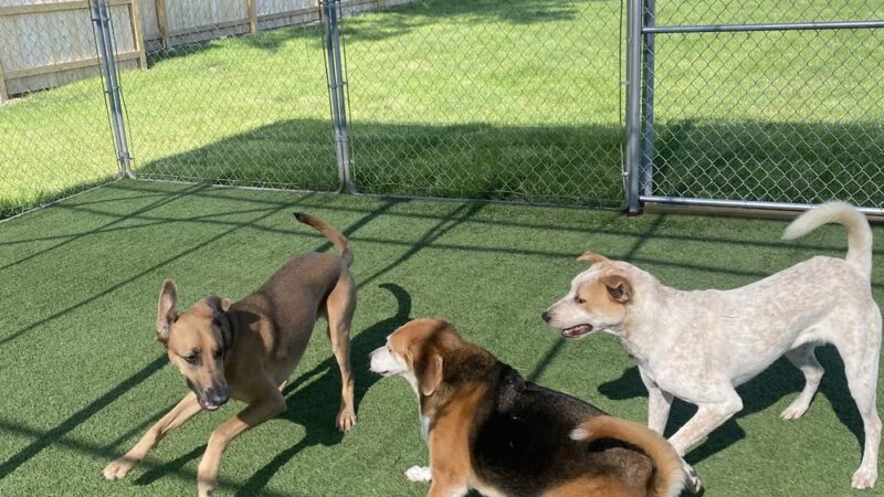 Camp K-9 Pet Resort and Spa, Inc. - Country Club Hills, IL
