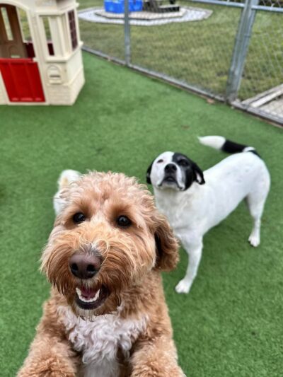 Camp K-9 Pet Resort and Spa, Inc. - Country Club Hills, IL