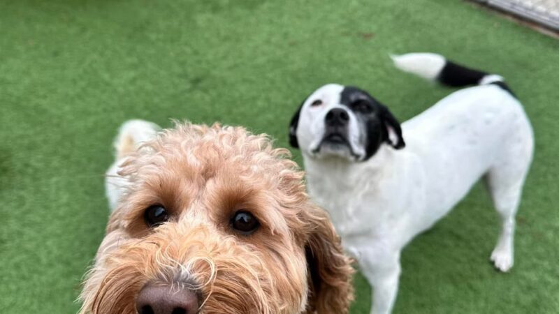 Camp K-9 Pet Resort and Spa, Inc. - Country Club Hills, IL