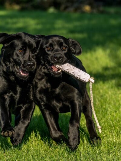 Camp K-9 Pet Resort and Spa, Inc. - Country Club Hills, IL