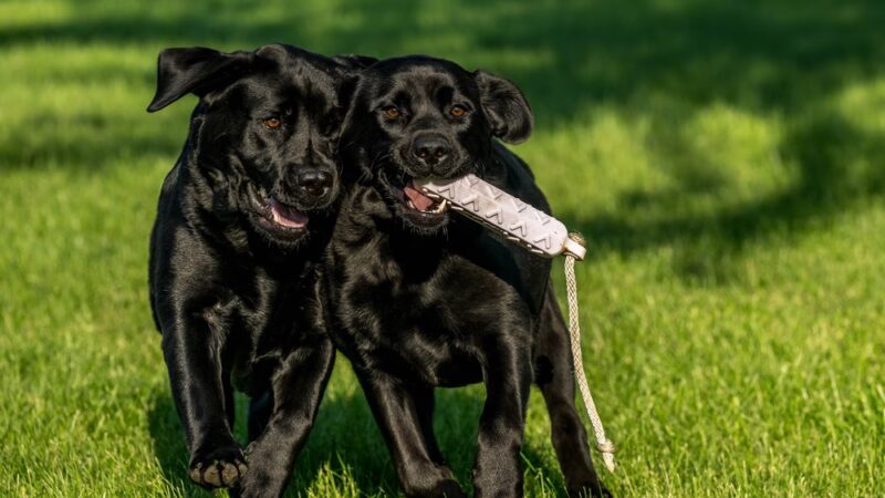 Camp K-9 Pet Resort and Spa, Inc. - Country Club Hills, IL
