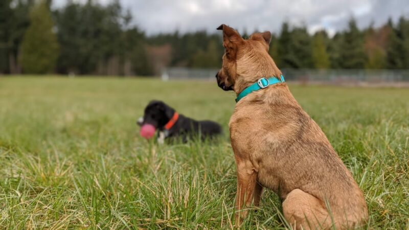 Patmore Park - Coupeville, WA