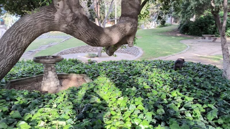 Jalapa Park - Covina, CA