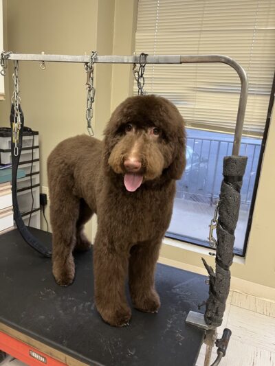 Pampered Pooch - Covington Township, PA